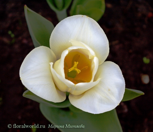 Белый с карамельной серединкой тюльпан (Tulipa)
Ключевые слова: тюльпаны Tulipa весна цветение белый