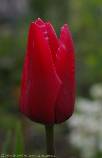 Малиновый тюльпан
Ключевые слова: тюльпан весна