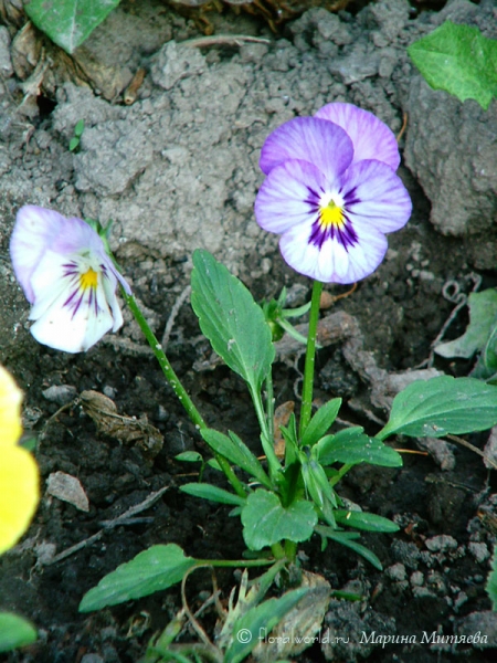 Виола, или фиалка (Viola)
Эти нежные милые цветы, еще называют "Анютиными глазками"

Это фото делалось на еще маленькую цифровую мыльницу, так что за качество извиняйте. 
Ключевые слова: Виола фиалка Viola