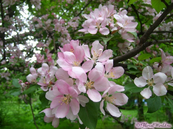 Розовое чудо
Автор фото Марина, ник doMino
Ключевые слова: весна почки цветет распускается фото
