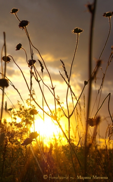 Закатное солнышко в траве
Ключевые слова: закат солнце трава фото