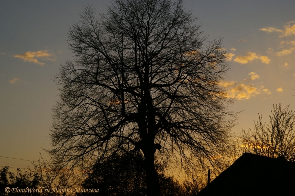 Апрельский закат
Липа в лучах заходящего солнца
Ключевые слова: липа вечер закат фото 