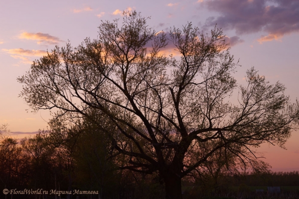 Апрельский закат
Ветла в лучах заходящего солнца
Ключевые слова: ветла закат вечер апрель фото