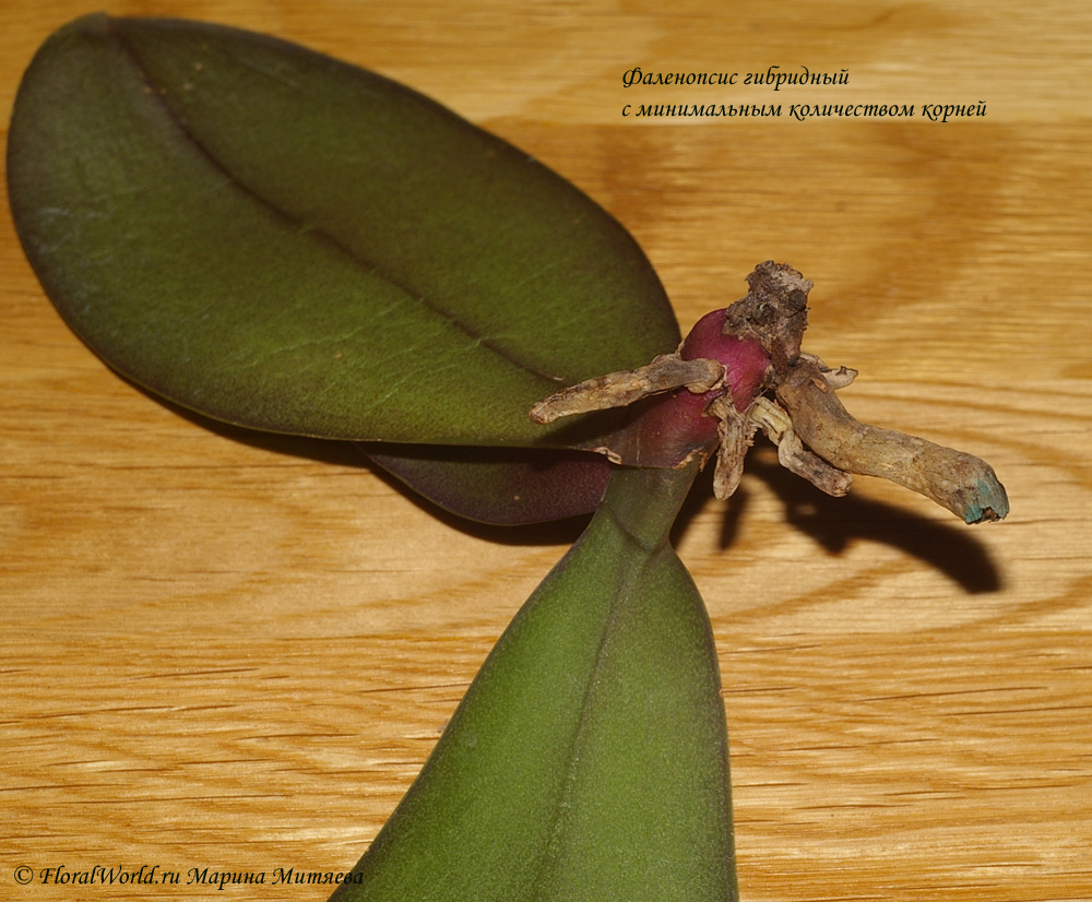 Орхидея осталась без корней: как ее реанимировать и нарастить корни за 1 месяц