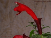 Aeschynanthus_Twister_2-1.jpg