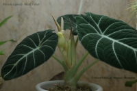 Alocasia_reginula_Black_Velvet_10_1-2.jpg