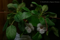 Alsobia_dianthiflora_03_12-1.jpg
