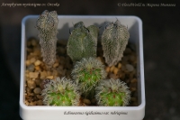 Astrophytum_and_Echinocereus_07_12-2.jpg