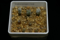 Astrophytum_and_Echinocereus_12_11-1.jpg