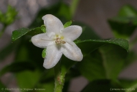 Carmona_macrophylla_flowers_1-1.jpg