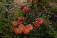 Chrysanthemum_sp_9_11-1.jpg