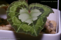 Cyclamen_graecum_ssp_candicum_09_12-5.jpg