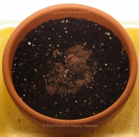 Cyclamen_hederifolium_10_10-4.jpg