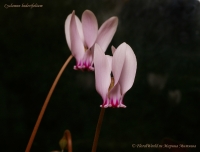 Cyclamen_hederifolium_10_11-1.jpg