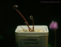 Cyclamen_rohlfsianum_12_11-1~0.jpg