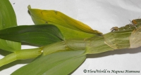 Dendrobium_Stardus-orang-1-3.jpg