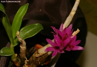 Dendrobium_bracteosum_dwarf_2-1.jpg