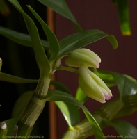 Dendrobium_nobile_SC_fl_29_9_08-1-1.jpg