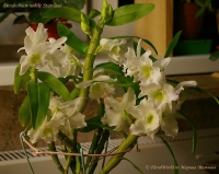 Dendrobium_nobile_Starclass_10_09_3.jpg