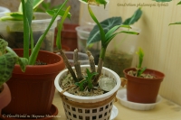Dendrobium_phalaenopsis_EW_1-1.jpg