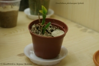 Dendrobium_phalaenopsis_EW_2-1.jpg