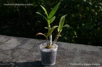 Dendrobium_phalaenopsis_hybrids_9_11-1.jpg