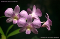 Dendrobium_phalaenopsis_hybrids__11_11-2.jpg