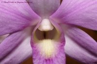 Dendrobium_phalaenopsis_hybrids__11_11-5.jpg