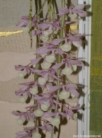 Dendrobium_pierardii_2-1.jpg