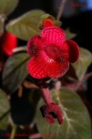 Kohleria_sp_03_13-5.jpg