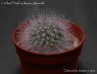 Mammillaria_bocasana_rosea_02_13-2.jpg