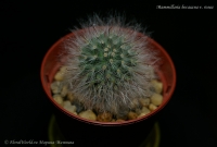 Mammillaria_bocasana_rosea_12_11-1.jpg