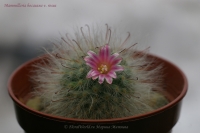 Mammillaria_bocasana_v_rosea_04_12-1.jpg