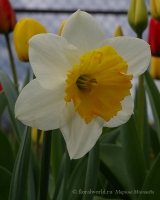 Narcissus_1.jpg