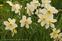 Narcissus_m1.jpg