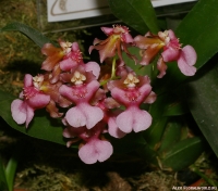 Oncidium_Twinkle_Pink-2-1.jpg