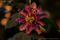 Passiflora_Marijke_02_10-3.jpg