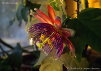 Passiflora_Marijke_02_10-4.jpg