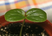 Passiflora_alata-5.jpg