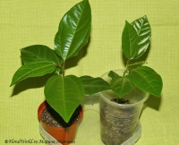 Passiflora_alata-8-2.jpg