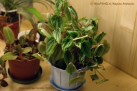 Peperomia_marmorata_Kirsten_11_09-1.jpg