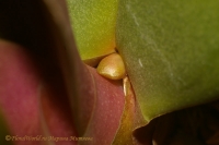 Phalaenopsis_1-28-05.jpg