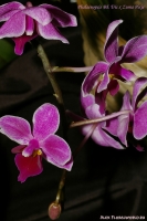 Phalaenopsis_BE_Tris_x_Zuma_Pixie_2-1.jpg