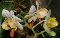 Phalaenopsis_Mini_Mark_1-2.jpg