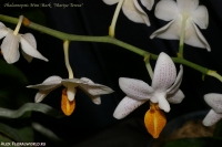 Phalaenopsis_Mini_Mark_Mariya_Teresa_2-1.jpg