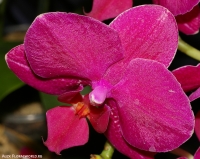 Phalaenopsis_Sogo_Rose_Sogo_2-1.jpg