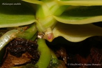Phalaenopsis_amabilis_01_10-1.jpg