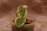 Phalaenopsis_amabilis_variegatet_10_10-3.jpg