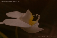 Phalaenopsis_amabilis_variegatet_10_10-7.jpg