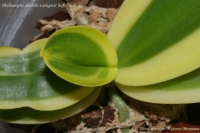 Phalaenopsis_amabilis_variegatet_leaf_08_09-3.jpg